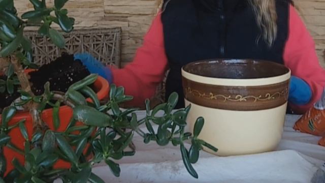 ПЕРЕСАДКА КРАССУЛЫ