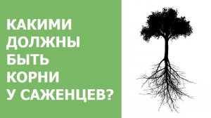 Какими должны быть корни у саженцев?