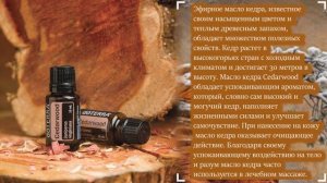 Эфирное масло "Кедр" Польза эфирных масел DoTerra