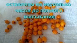 Как я заготавливаю облепиху на зиму.Заготовка облепихи на зиму. Витаминная облепиха просто и полезн