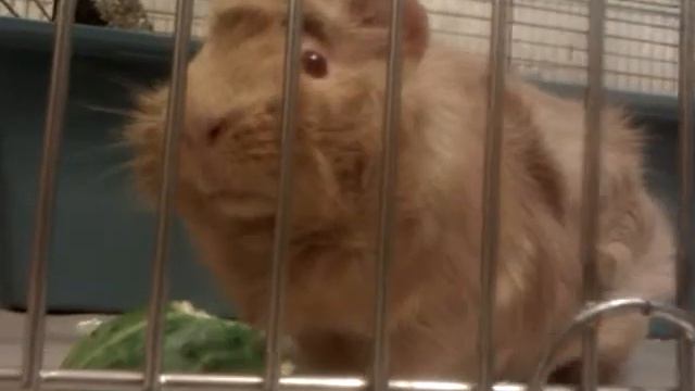 Магдалена за вечерней трапезой смотреть онлайн