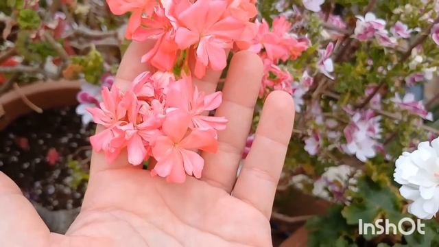 В Гостях у Цветовода ?Ирина и её огромная коллекция пеларгоний #pelargonium #пеларгония