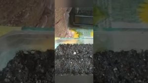 посев эшшольции  из семян