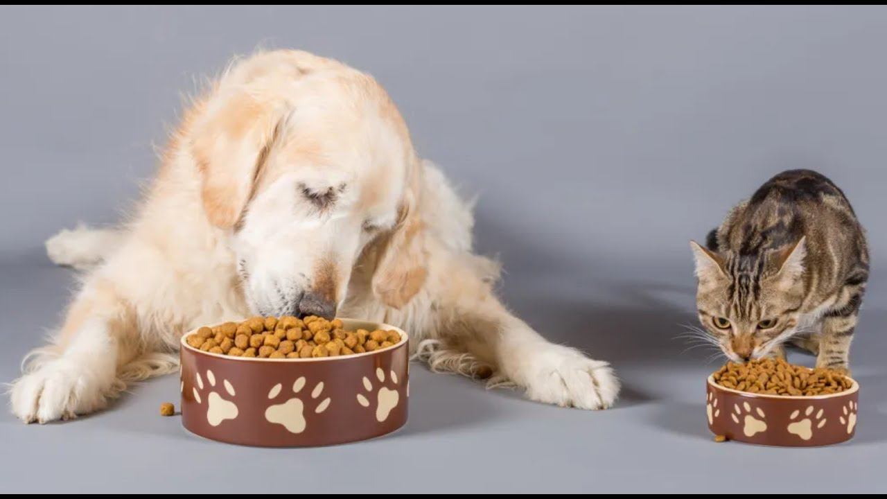 Путешествие по фабрике вкусных и полезных кормов для наших питомцев смотреть онлайн