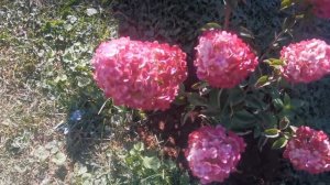 Жара, засуха и гортензии