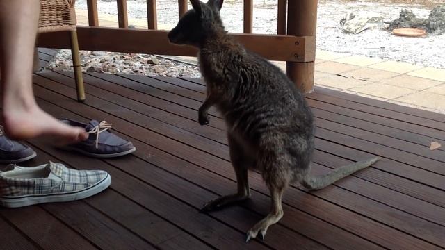 Cutest Wallaby