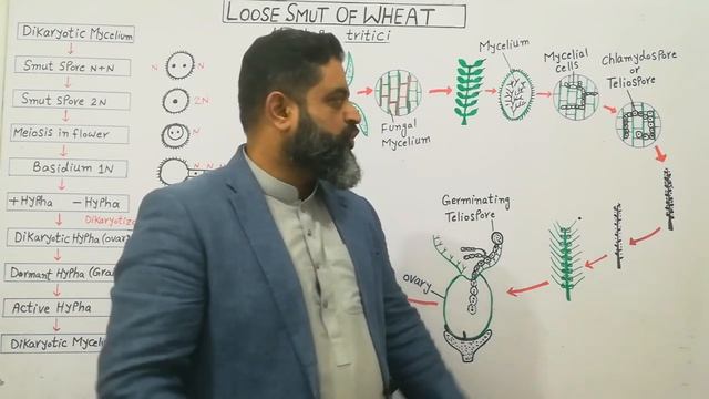 Life Cycle of Ustilago English medium @prof.masoodfuzail | Loose Smut of Wheat|Ustilago tritici смотреть онлайн