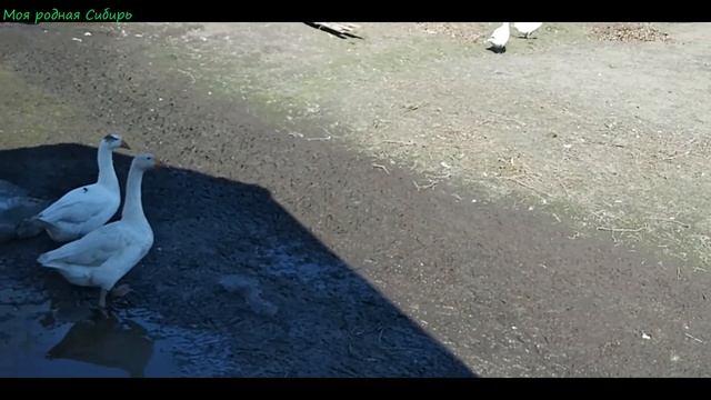Про гусиков, про котика, про цыпочек и курочек.