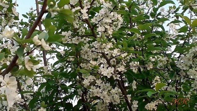 Футаж Цветущие деревья сада. Футажи для видеомонтажа Цветущие деревья весной. Видеофутажи HD