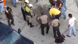 Питбуль,он не кусается! атака питбультерьера. Pitbul attacks