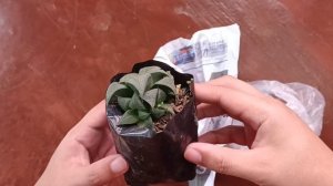 Haworthia Sellers in Benguet I Recommend