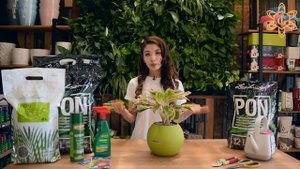 Пересаживаем Аглаонему в Lechuza-PON и ухаживаем за ней (+ отвечаем на вопросы)