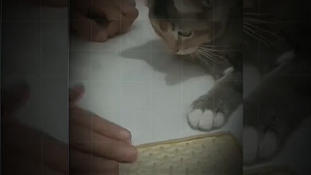 СМОТРИ И СМЕЙСЯ