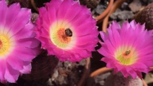 Echinocereus rigidissimus ssp rubispinus L088