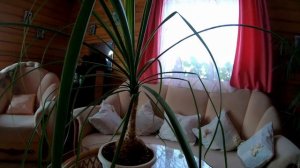 Растение необычайной красоты.Все о нолине( бокарнея) #нолина #комнатные #цветывдоме #слоновьянога