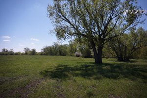 Тополя, тополя, все в пуху, разбор на гармони №-223 с цифрами