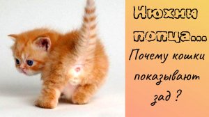 "Нюхни попца".Почему кошки подносят зад к нашему лицу.