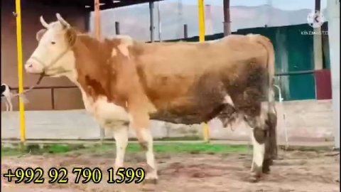 СЕМЕНТАЛ ГЕРМАНСКИ ТОЗЗА 25-30 ЛИТИР ШИР ДОРА КАСИ ГИРА НАСИБКУНА 23 февраля 2023 г.