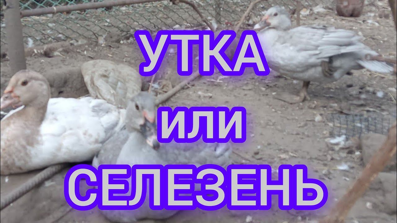 Как отличить селезня от уточки в два месяца смотреть онлайн
