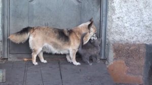 Собака и котенок