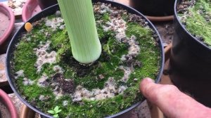 Giant leeks and Tomato tidy up