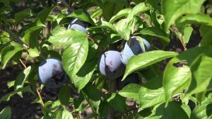 Слива Блю Кармен. Необходимо иметь в каждом саду