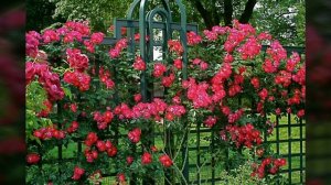 Опоры для плетистой розы