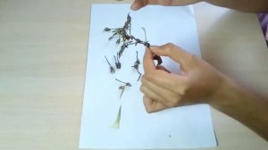 ПЕТУНИЯ как собрать семена