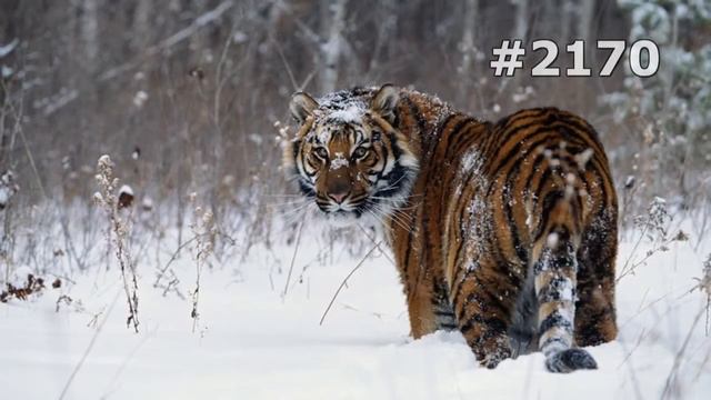 #2170. Тигры (В мире животных) смотреть онлайн