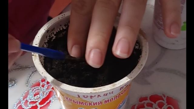 проращивание семян перцев и баклажан на ватном диске, выращивание огурцов на подоконнике