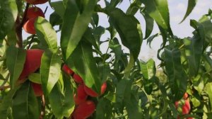 інжирний персик Плане Делішес (Plane Delicious) persikovod.com