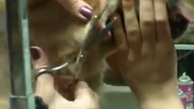 Стрижка ушей золотистого ретривера. Уроки смотреть онлайн