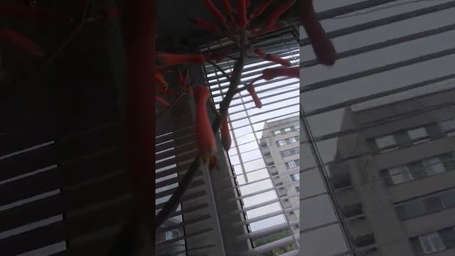 Как цветёт АЛОЭ. самый большой цветок. декоративные цветы. цветы в квартире. смотреть онлайн