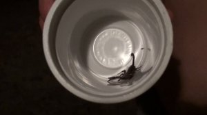 Абхазское сафари на итальянского скорпиона.