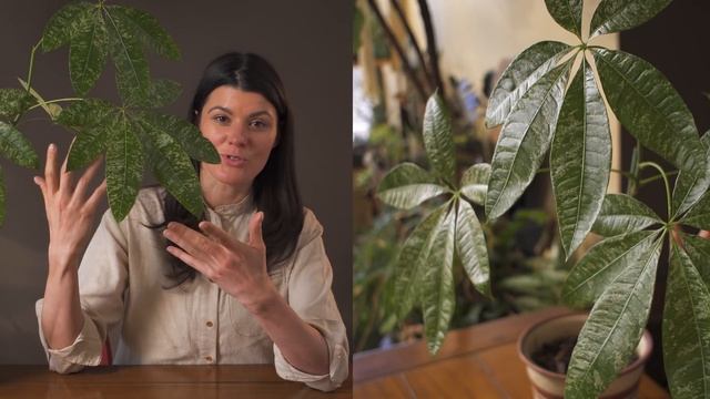 Pachira aquatica 'Variegata' (Money Tree) Houseplant Care — 16 of 365 смотреть онлайн