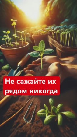 НИКОГДА не сажайте эти растения рядом (чтобы не пожалеть!)