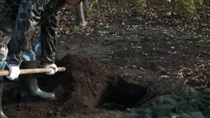 13. Прикопка саженцев в зиму. Ноябрь.