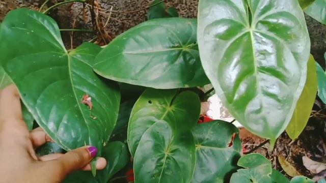 low cost plants //Aglonema₹25 //online plant sellers #gardening #anthurium #syngonium #indoorplants
