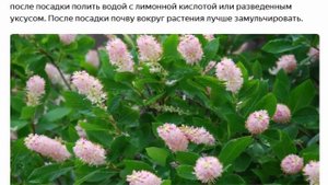Кустарник цветущий до осени.