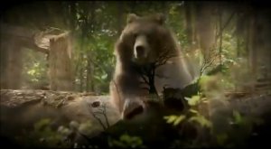 Дикая природа России  Приморье