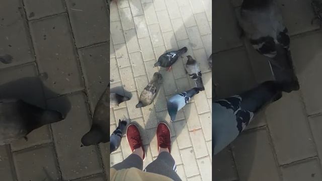 кормим хлебом голубей ,.,.,. Струкова Анастасия 15 лет смотреть онлайн