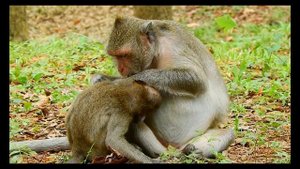 Sorry, I cannot control my laughing to see big baby Julina angry & crying drama requesting milk.