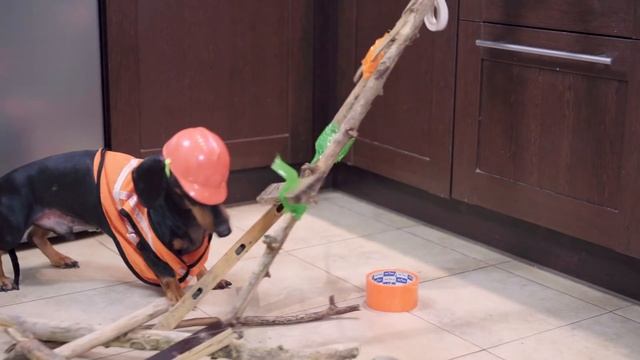 So close and so far! Cute & funny dachshund dog video! смотреть онлайн