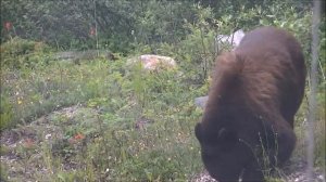 Встреча с медведем и оленем в Национальном парке Джаспер  Канада  Bear and Elk in a Jasper park