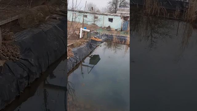 Как содержать пруд дома