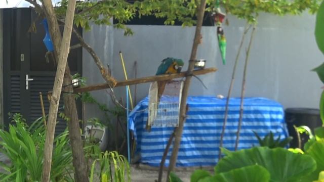 Мале, Мальдивы. Видео - обзор города смотреть онлайн