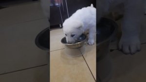 Кормление Алабая в с месяца до двух