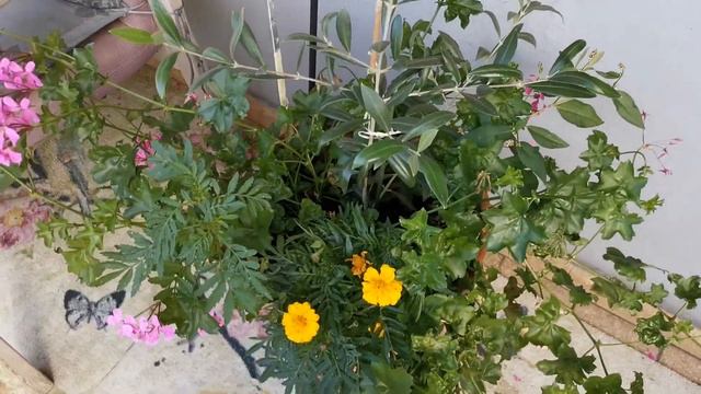 Мой парадис на балконе 😆 смотреть онлайн