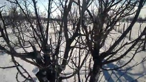 Еще одно сравнение подвоев АП 1, ВВА 1, Эврика 99 и Весеннее пламя