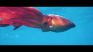 Что такое ОКЕАН?